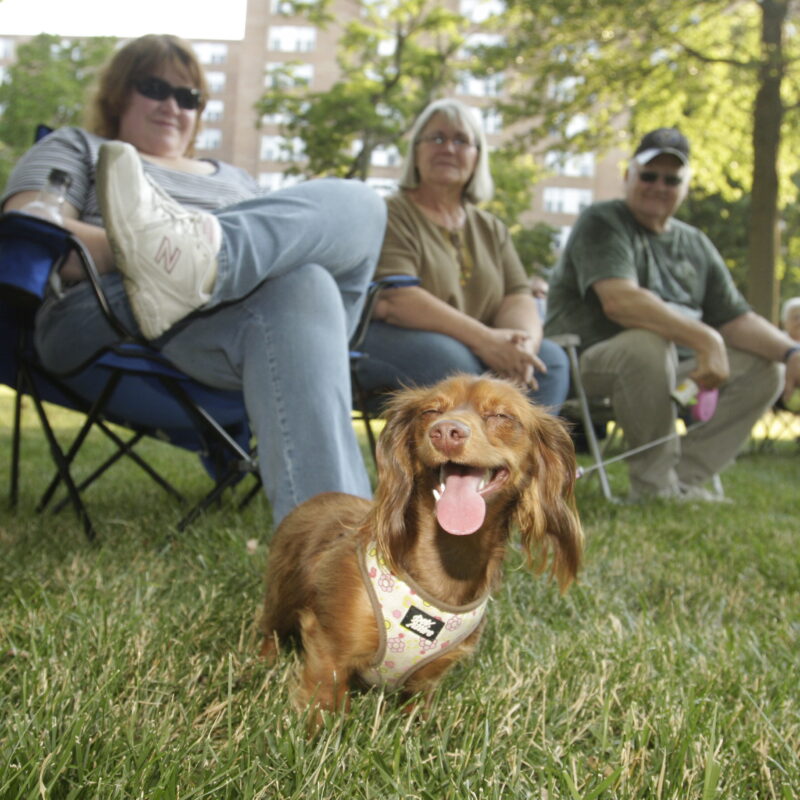 Dogs in Overland Park