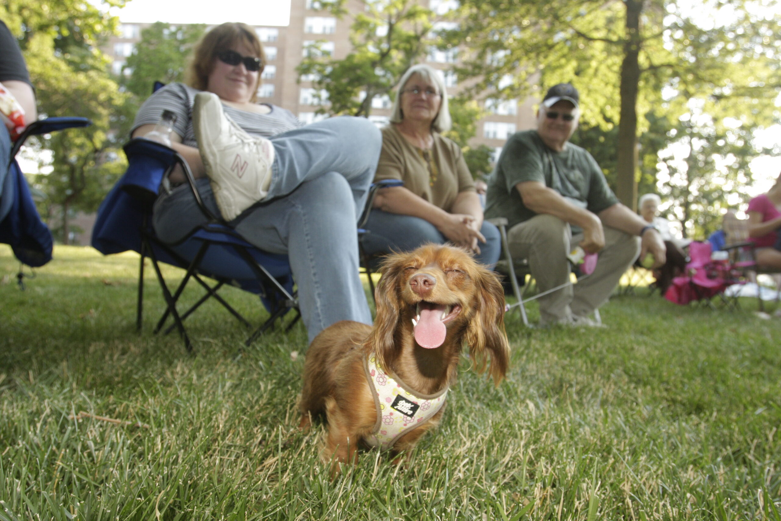 A Dog’s Guide to Overland Park